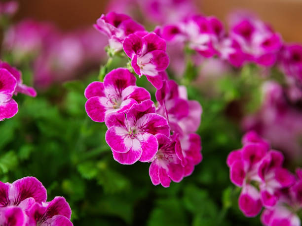 istock close-up of bright pink dianthus 1394402816