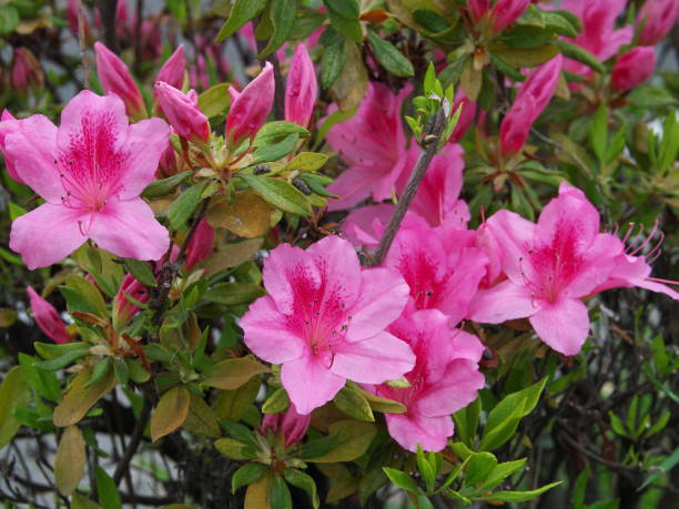 istock Azalea of ​​the street tree that started blossoms 1394402897