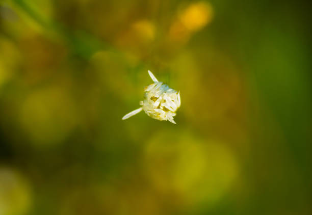 Blooming flower with drops of dew against the green background