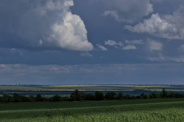 Endless expanses of the spring steppe. Distant horizons off the steppe plain. The sky above the flowering grassy field. Picturesque rural landscape. Natural carpet. Odessa region, Ukraine.