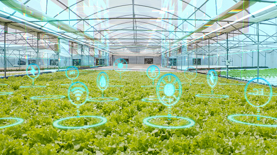 Agriculture Futuristic agriculture technology of harvest growing control by artificial intelligence, Smart agriculture concept,  realistic AR information data hologram on Hydroponic farm in the greenhouse