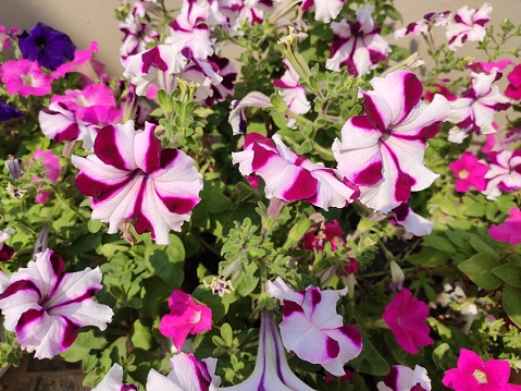 Garden flowering plant - Petunia. Color - purple and white mixed.