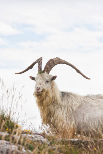 istock Cashmere goat at Great Orme, North Wales 1394404529