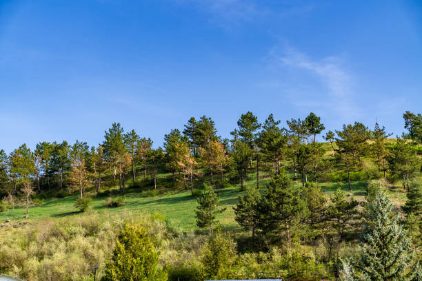 View of trees and grass on the hill with blue sky and soft white clouds in background