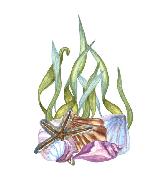 istock Watercolor hand drawn nautical, marine illustration with seaweeds, corals and shels 1394405471