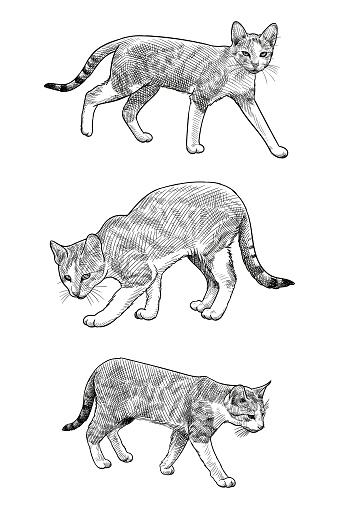 Hand drawn illustration of a cat in three different poses.