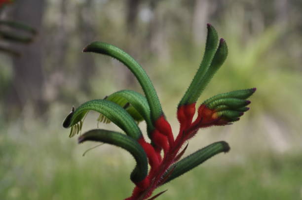 istock Kangaroo paw, the state flower for Western Australia 1394407233