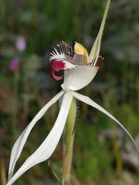 istock A cross between a white spider orchid and a green spider orchid 1394407382