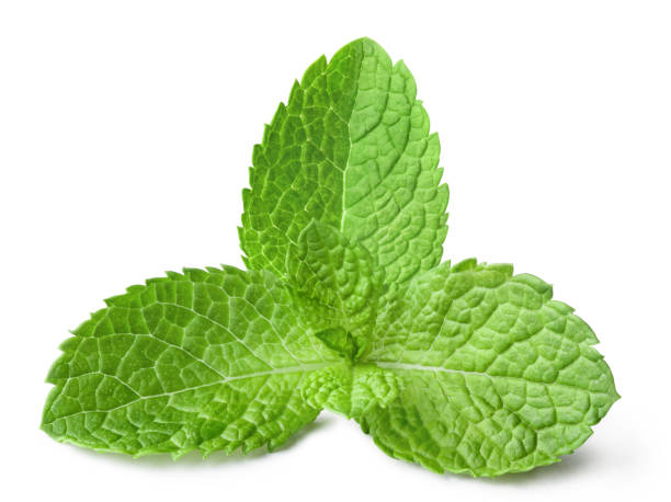 Fresh mint leaves on white Fresh mint leaves, isolated on white background spearmint stock pictures, royalty-free photos & images