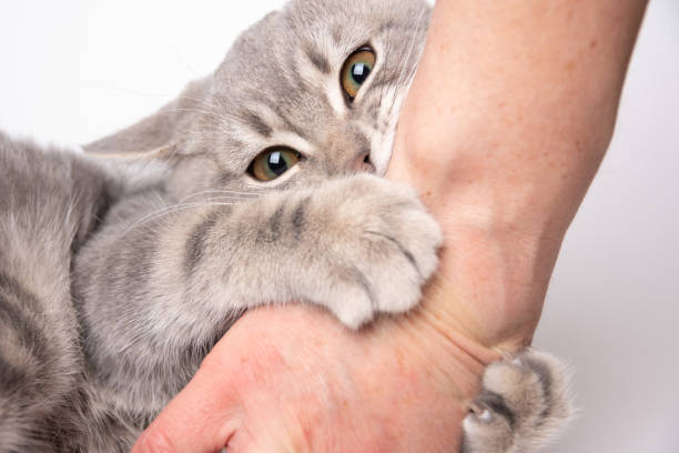 il gattino arrabbiato morde il proprietario. un piccolo gattino grigio giocoso morde la mano di una donna caucasica e guarda la telecamera - kitten color image cute feline foto e immagini stock
