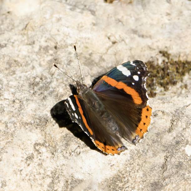 istock Vanessa atalanta butterfly, common name red admiral, in its natural environment 1394409615