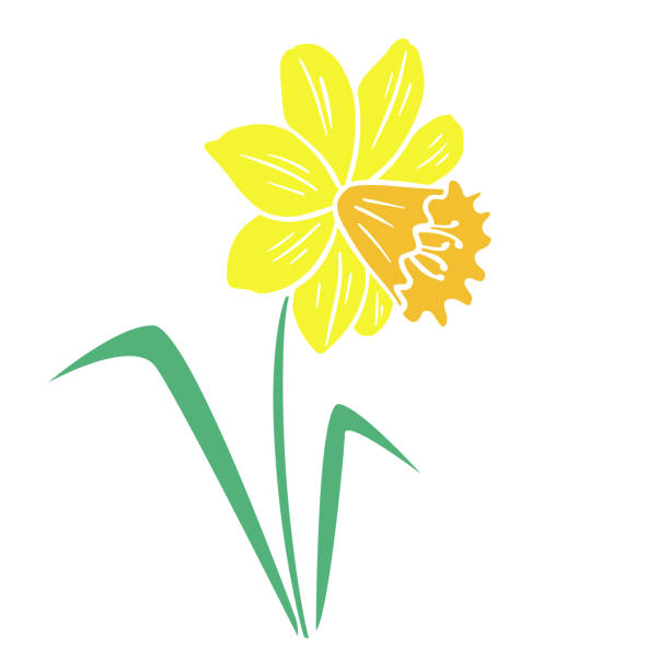 ярко-желтый цветок нарцисса изолированный векторный рисунок - daffodil stem yellow spring stock illustrations