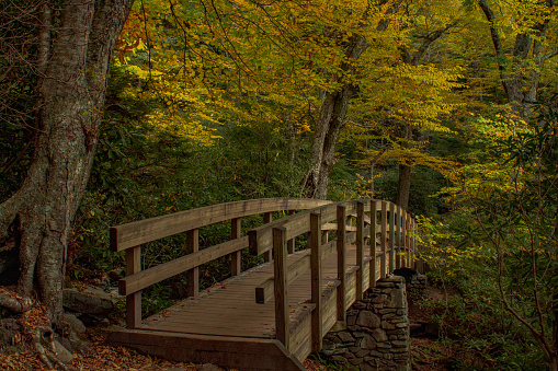 Bridge in the forest in autumn