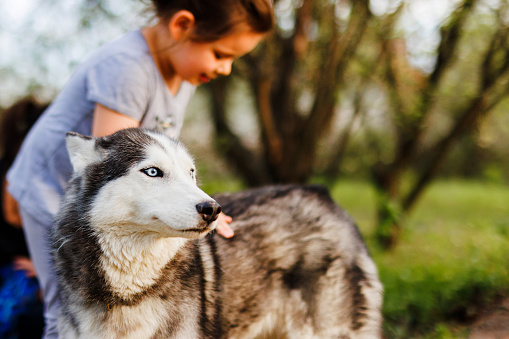 Little girl embracing beautiful Siberian Husky outdoors