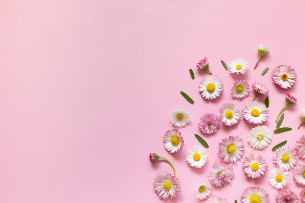 istock White and pink spring daisy flowers on pink background. 1394413757