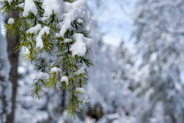 rama de árbol de larix conífera con nieve profunda - european larch fotografías e imágenes de stock