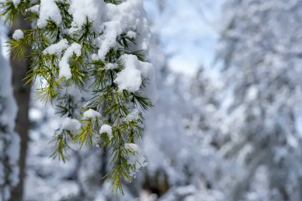 Photo of Coniferous larix tree branch with deep snow