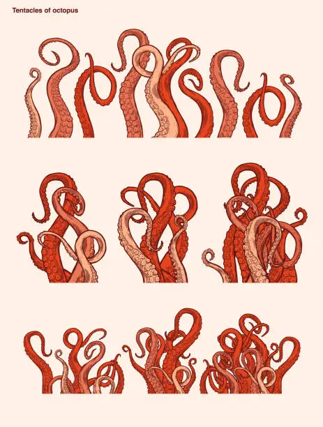 Vector illustration of Red octopus tentacles