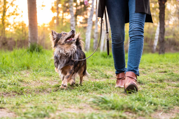 istock small dog runs obediently at heel 1394414568