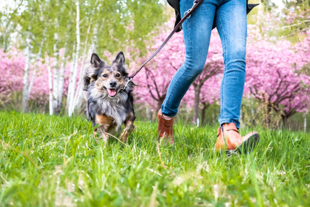 kleiner hund läuft gehorsam an der ferse - friendship park flower outdoors stock-fotos und bilder