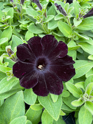 Stock photo showing elevated view of garden centre display of potted, black Petunia flower.