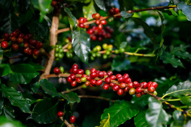 istock Red Cherry coffee beans organic 100% 1394414823