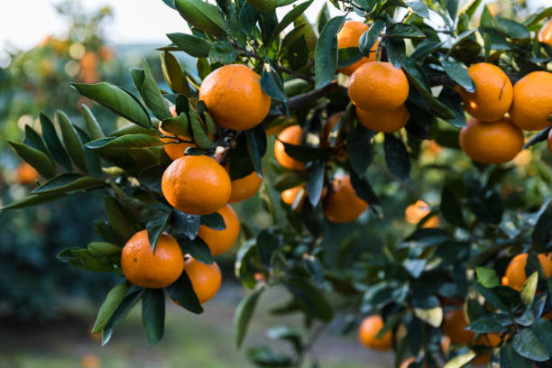 istock tangerine in the garden 1394414824