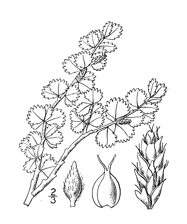 Antique botany plant illustration: Betula nana, Dwarf birch