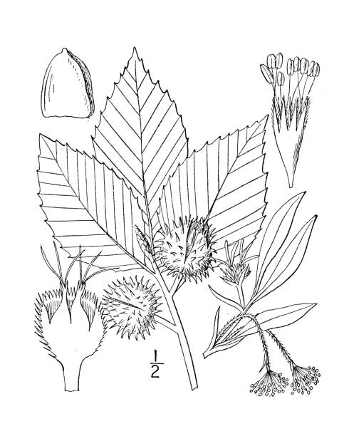 ilustracja roślin botaniki antycznej: fagus americana, buk amerykański - american beech stock illustrations