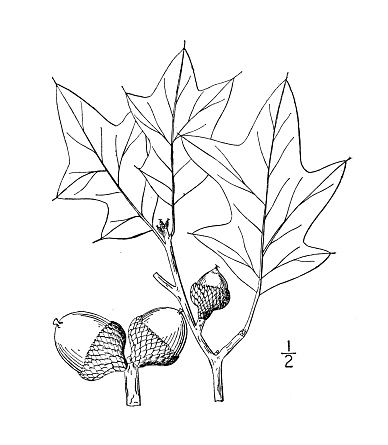 Antique botany plant illustration: Quercus nana, Bear oak, Scrub Oak
