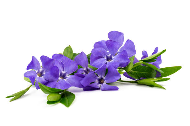 istock Blue periwinkles isolated on white background. Spring flowers. 1394415172