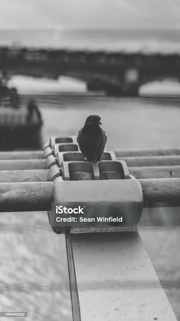Resting pigeon Pigeon resting Animal Wildlife Stock Photo