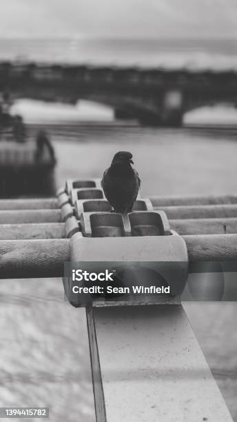 Resting Pigeon Stock Photo - Download Image Now - Animal Wildlife, Bird, Black And White