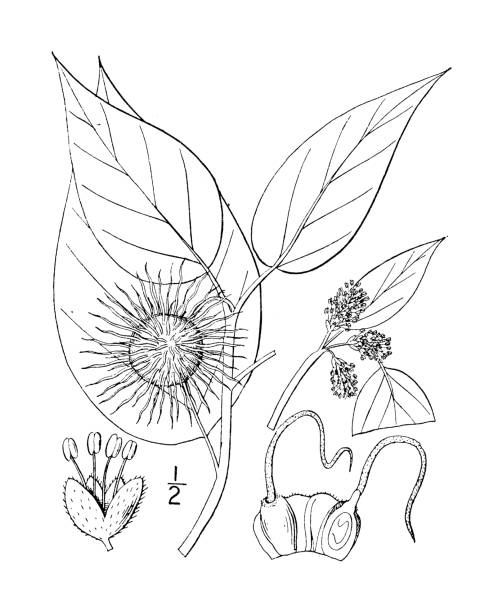 Antique botany plant illustration: Toxylon pomiferum, Osage Orange Antique botany plant illustration: Toxylon pomiferum, Osage Orange maclura pomifera stock illustrations