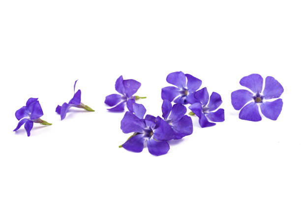 istock Blue periwinkles isolated on white background. Spring flowers. 1394415944