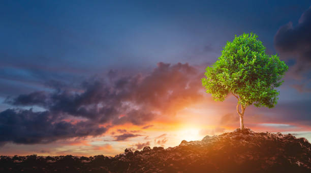 istock CSR concept and business planting 1394416205