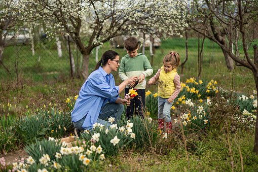 Mother with her two kids picking flowers together in garden on early Spring day outdoors.