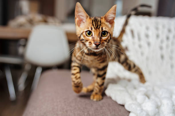 istock Little Baby Bengal kitty at home sofa 1394417326