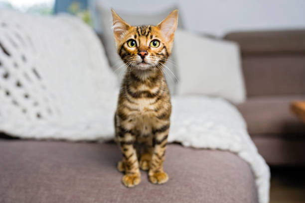istock Little Baby Bengal kitty at home sofa 1394417335