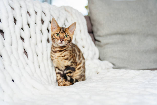istock Little Baby Bengal kitty at home sofa 1394417339