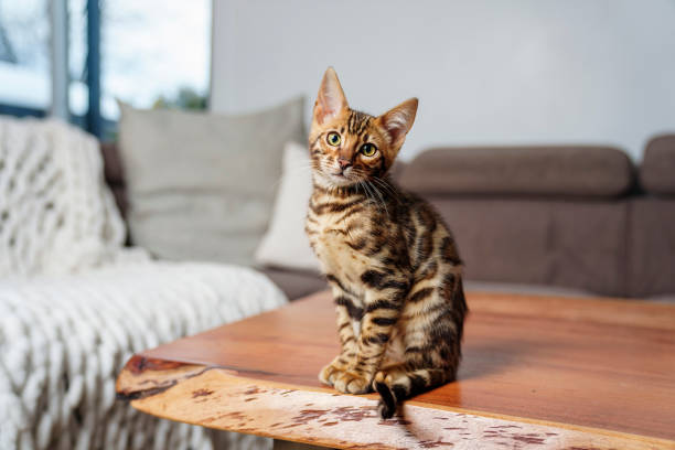 istock Little Baby Bengal kitty at home sofa 1394417346