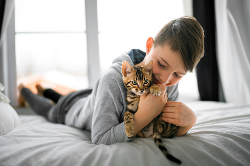 A Bengal cat in the bed room with child boy