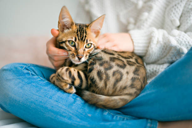 gato de bengala en la habitación de la cama con niña - bengal cat fotografías e imágenes de stock