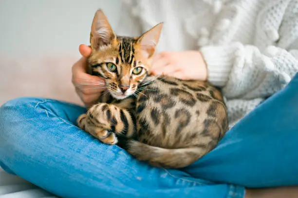 Photo of Bengal cat in the bed room with child girl