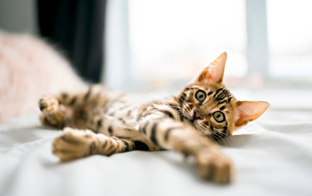 istock Little Baby Bengal kitty at home bed 1394417482