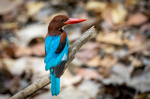 Image of White-throated Kingfisher on a tree branch on nature background. Bird. Animals.