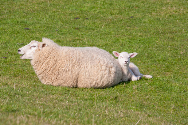 istock Mother sheep and lamb 1394417910