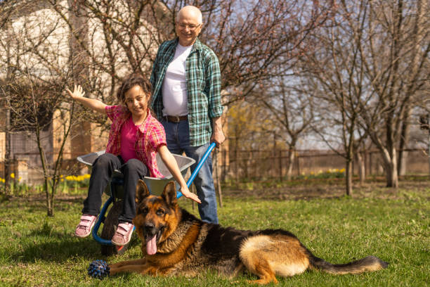 grandfather carrying his granddaughter in a wheelbarrow in a park - casual granddaughter farmer expressing positivity imagens e fotografias de stock