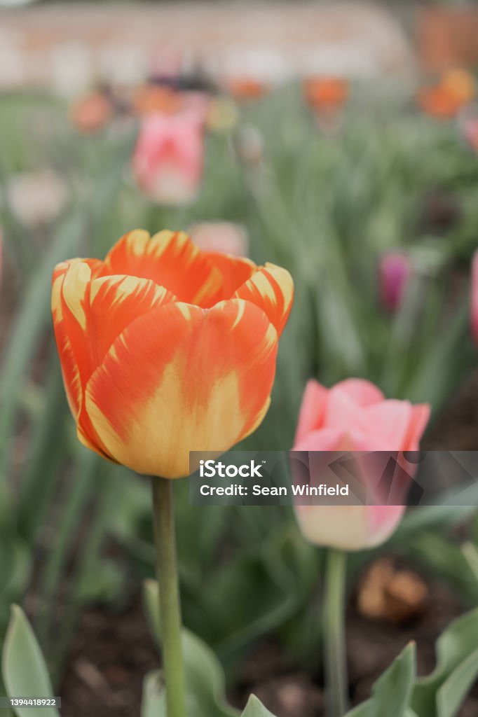 Tulips Flowering tulips Agricultural Field Stock Photo
