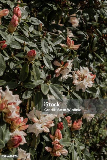 Flowers Stock Photo - Download Image Now - Beauty, Beauty In Nature, Blossom